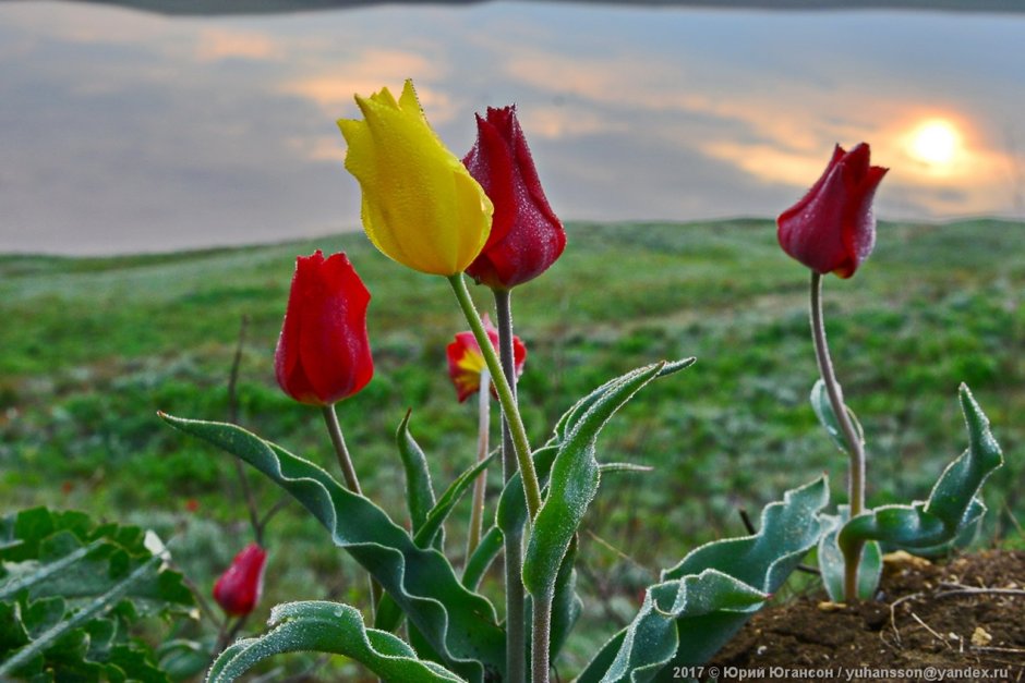 Крымский тюльпан Шренка