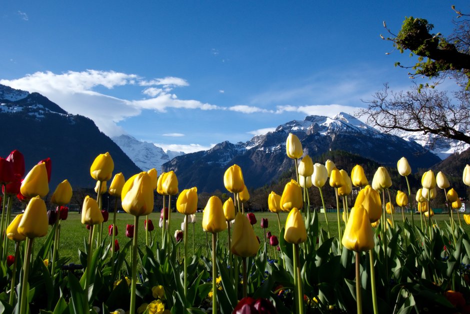 Долина тюльпанов в Швейцарии