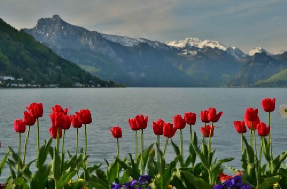 Швейцария озеро тюльпаны