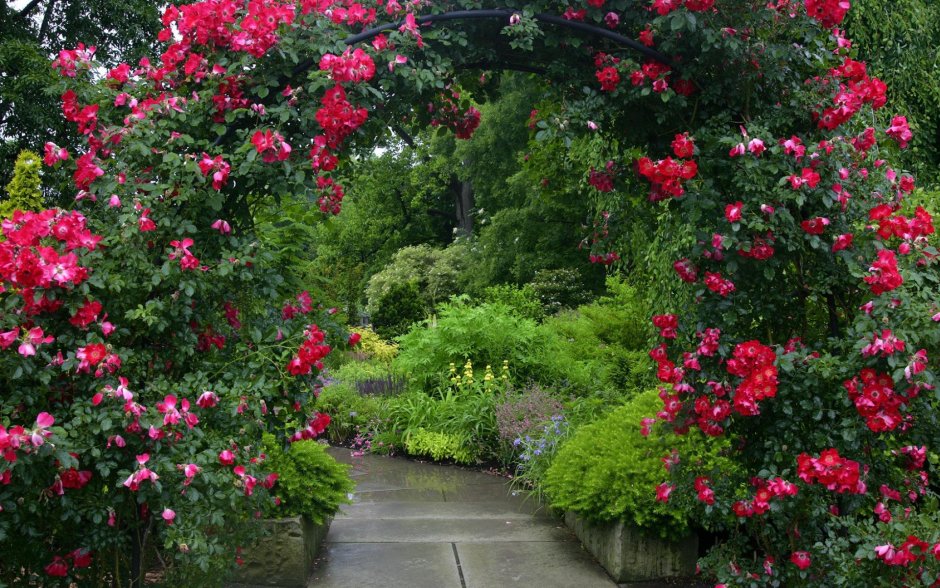 Роза Джульетта Дэвида Остина в саду