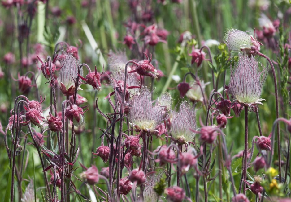 Geum reptans