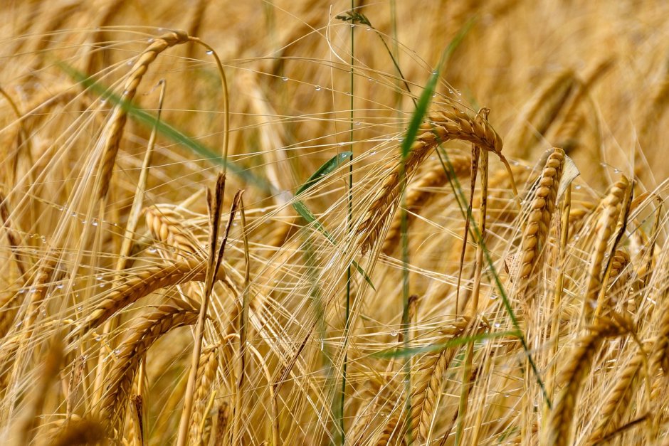 Ковыль пшеничный