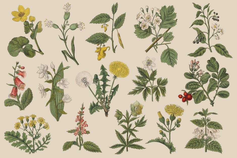 Ботанические иллюстрации лекарственных растений