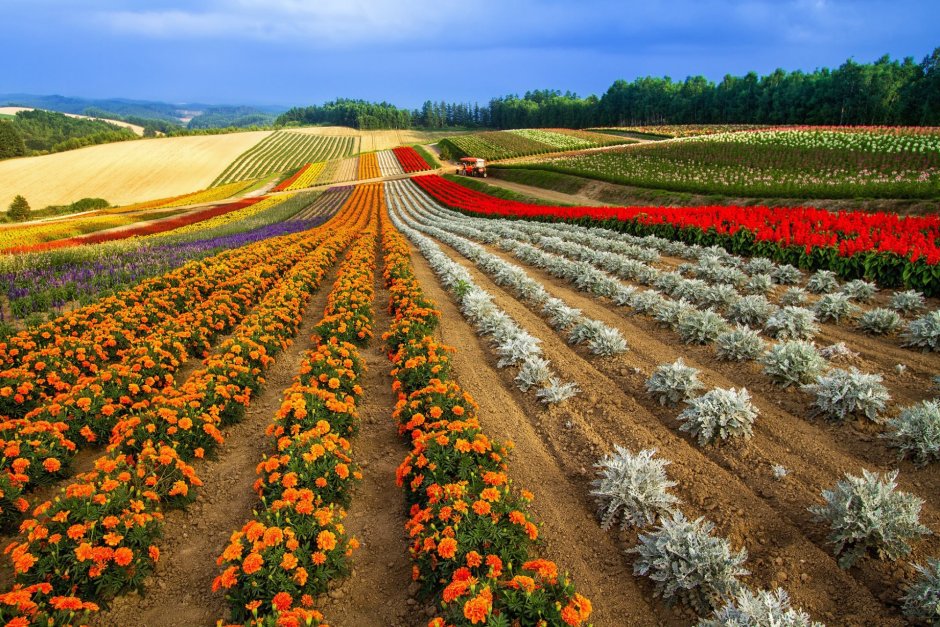 Цветы плантации в Италии