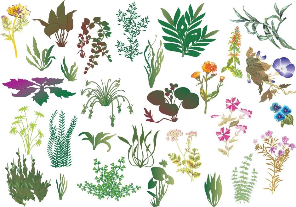 Много растений на белом фоне