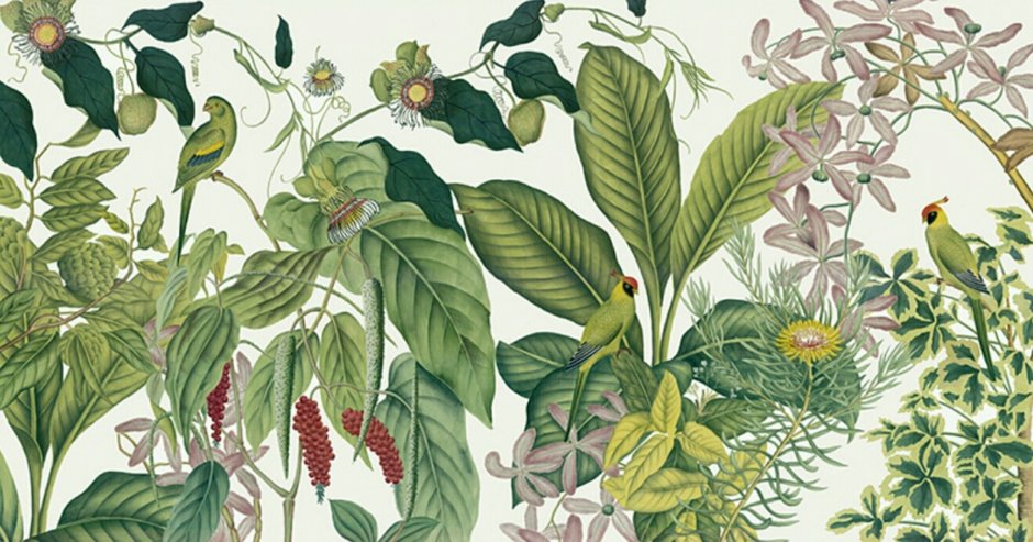 Тропические растения иллюстрации