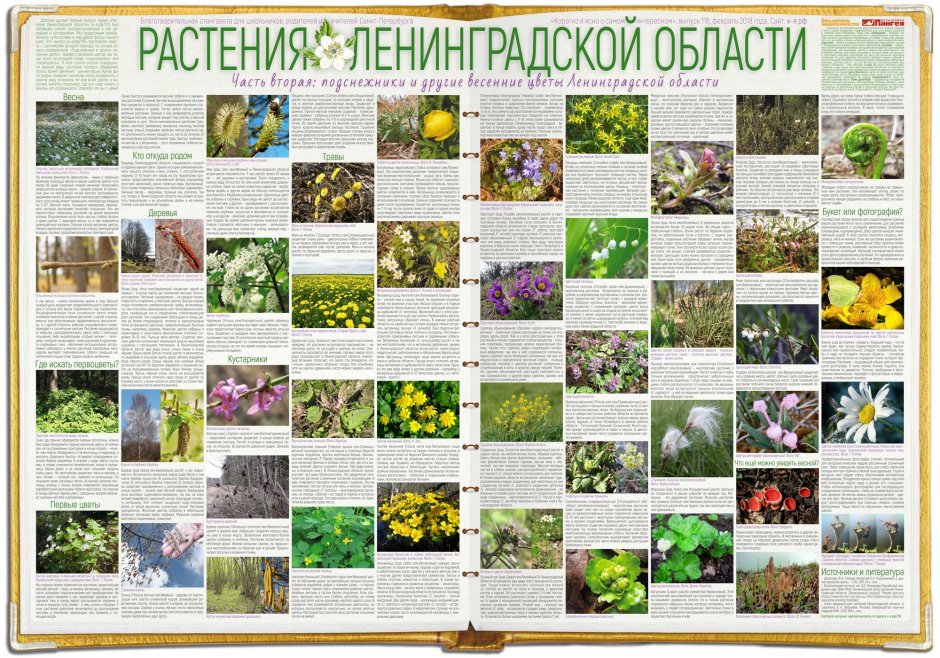 Растения Ленинградской области