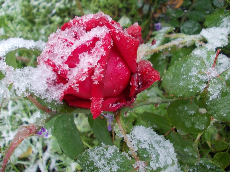 Шикарные розы и снег