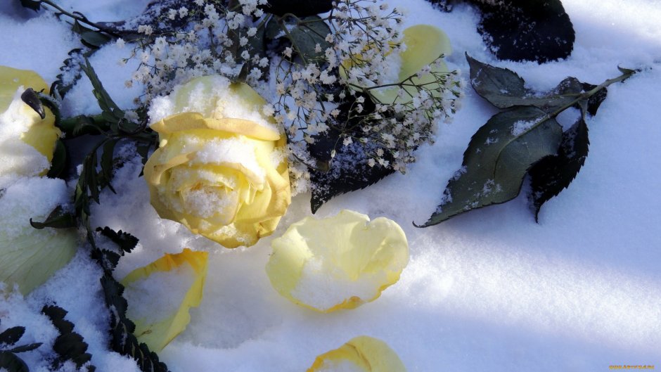 Куст розы в снегу