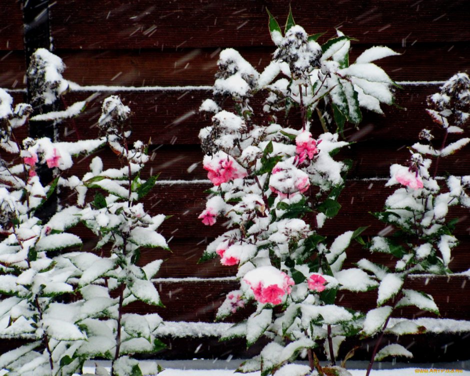 Розовый куст зимой
