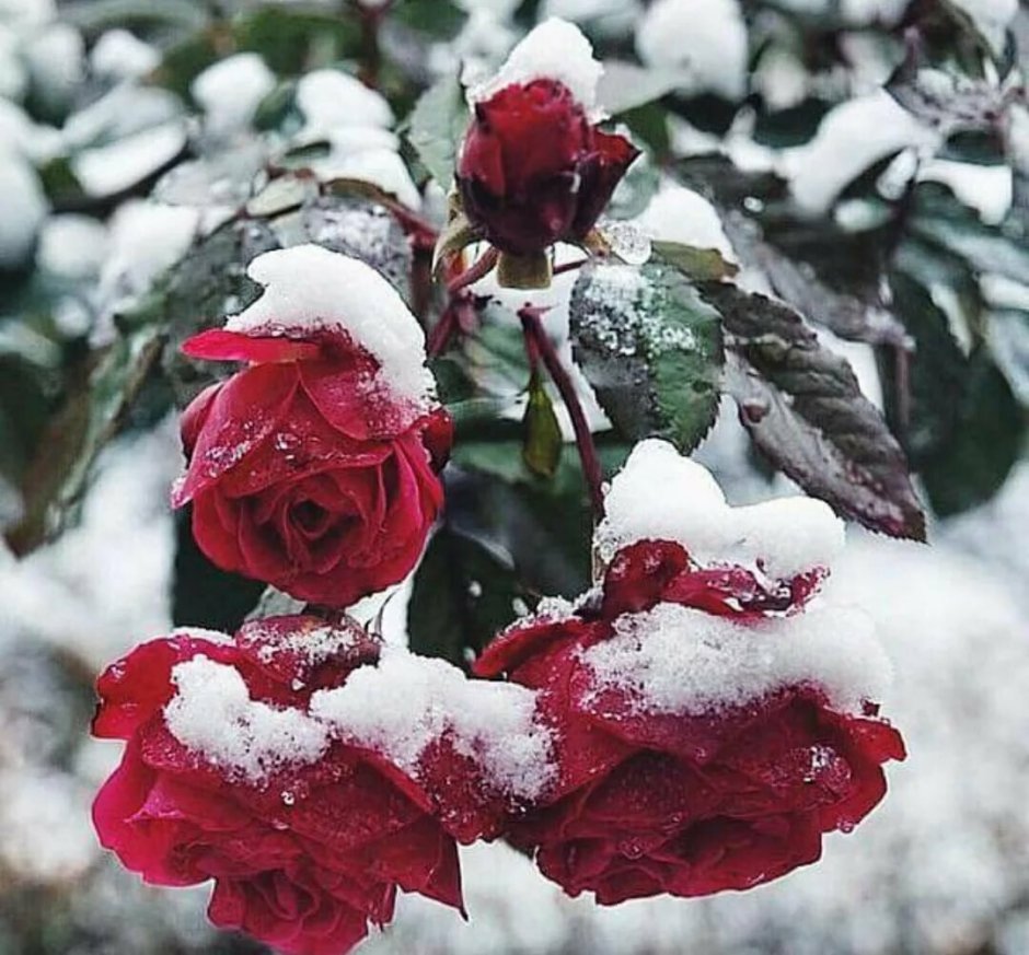 Розовый куст в снегу