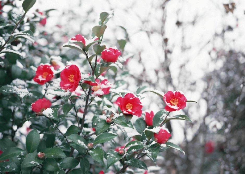 Кусты роз под снегом