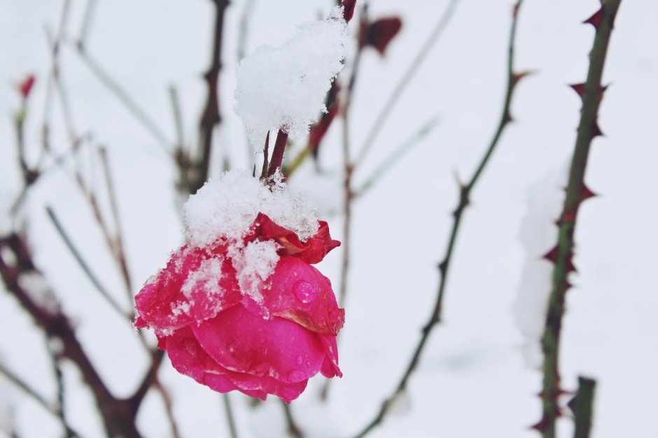 Цветы припорошенные снегом