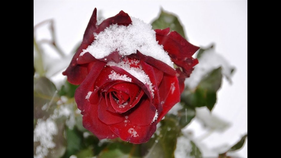 Нежные розы на снегу
