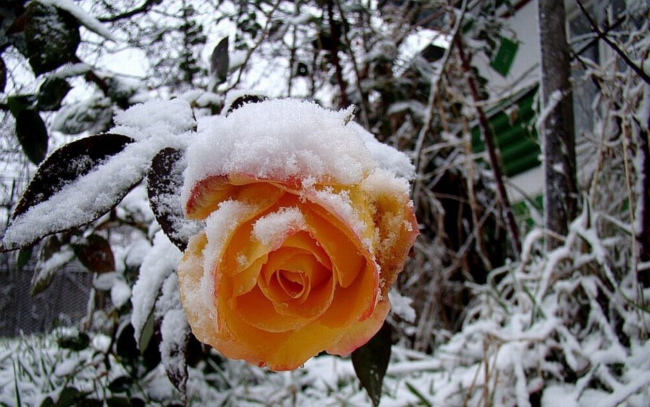 Желтые розы на снегу