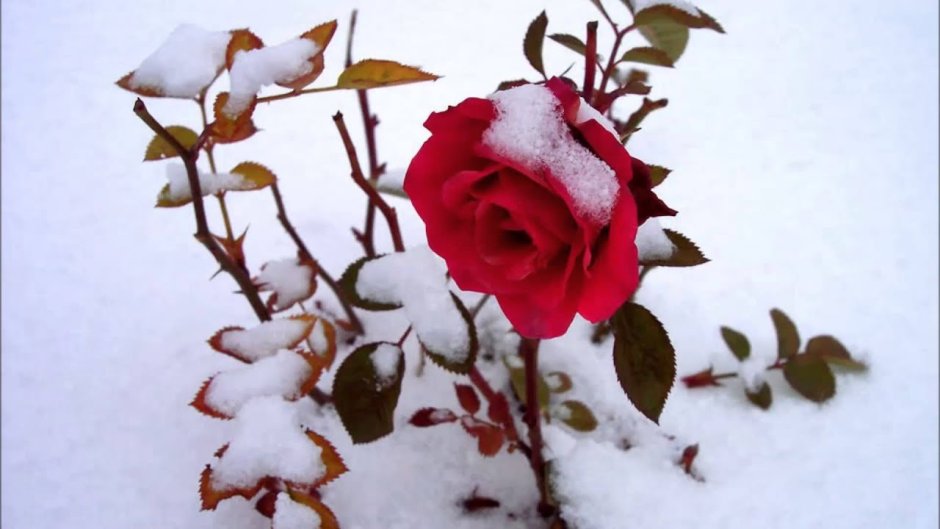 Розы под снегом в саду
