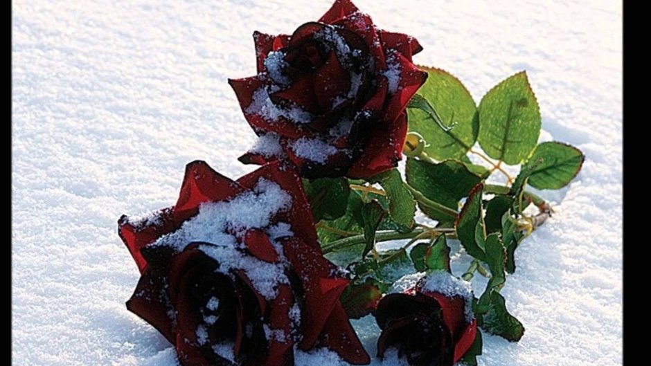 Розы в снегу фото