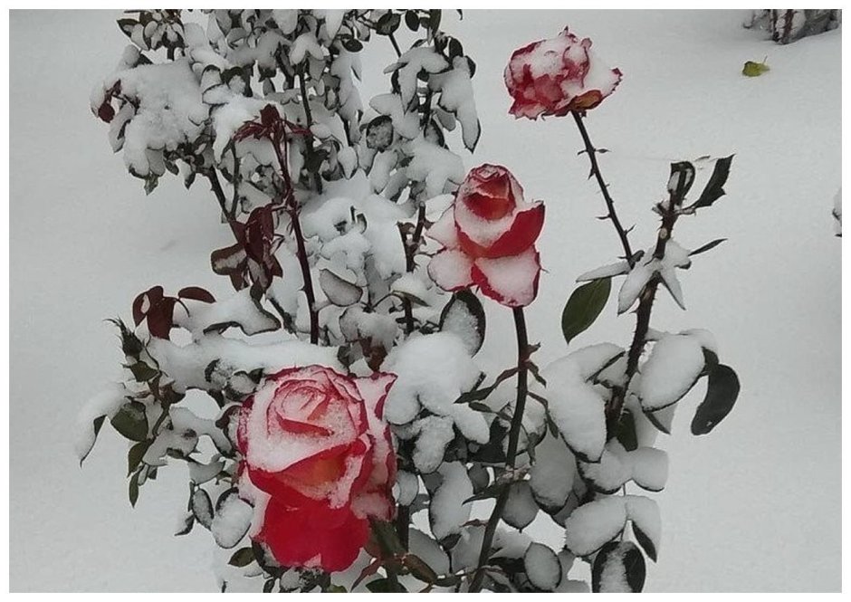 Эстетика куст розы в снегу
