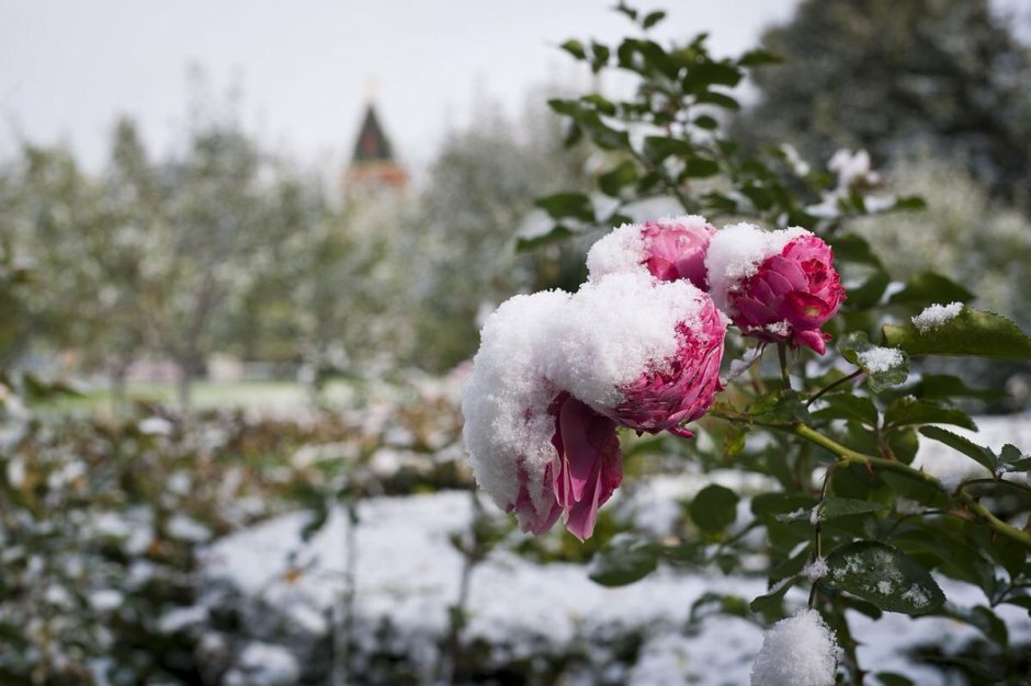 Зимний сад с розами