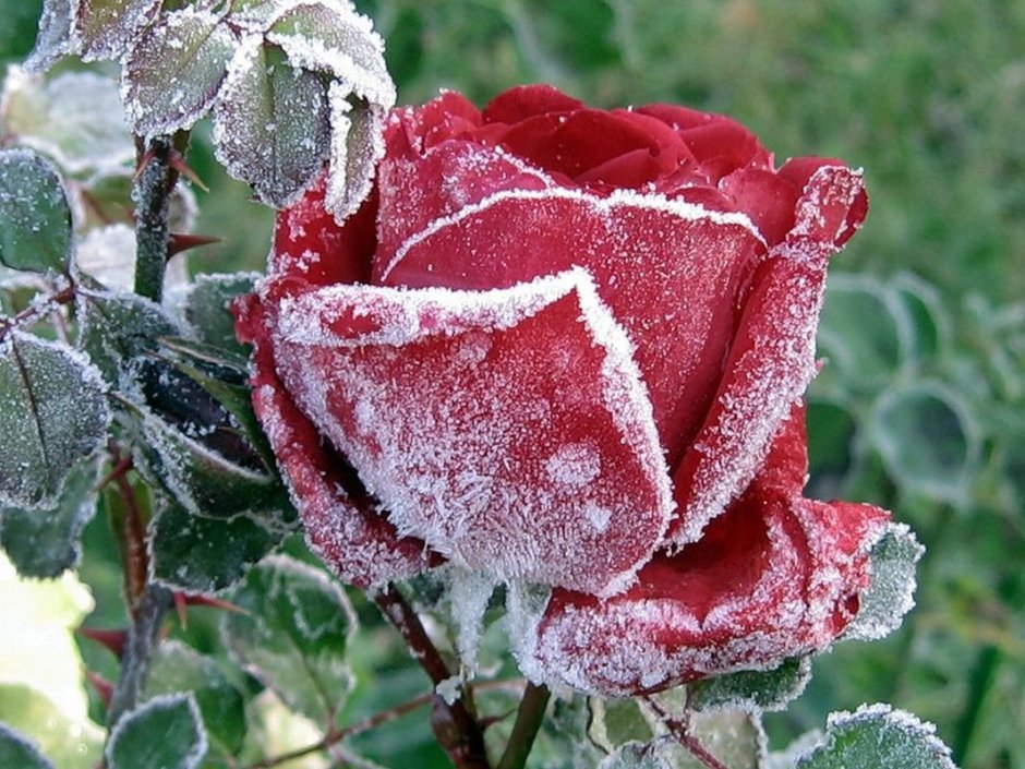 Шикарные розы и снег