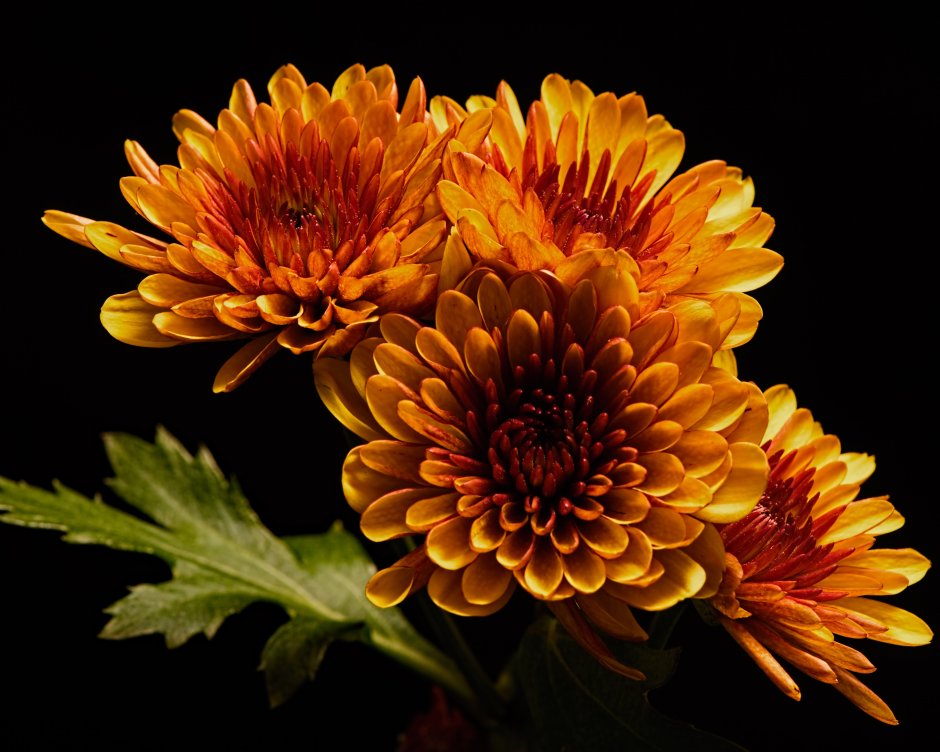 Light Purple White Color Chrysanthemum