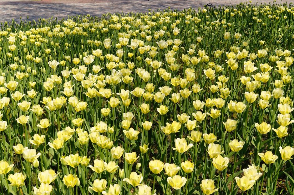 Полевые желтые тюльпаны