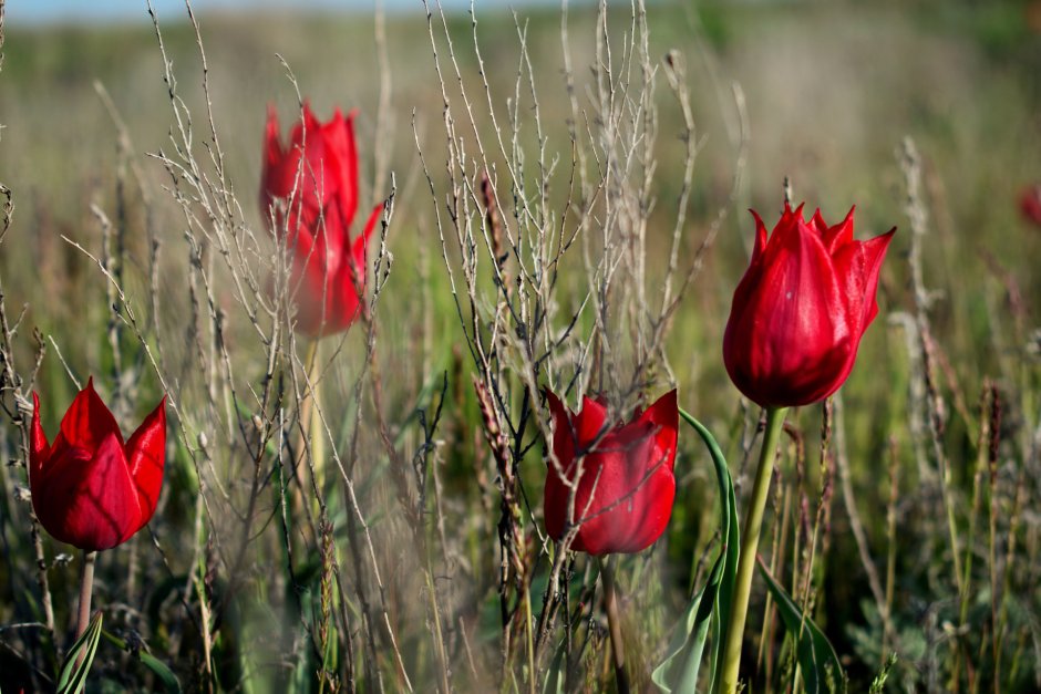 Дикие тюльпаны в Волгоградской области