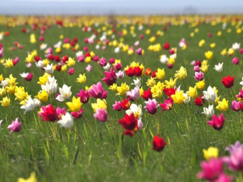 Тюльпаны в степи Казахстана