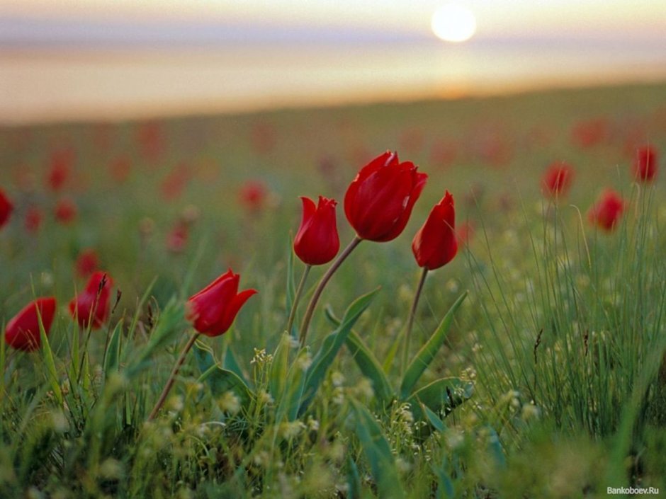 Степные тюльпаны в Ростовской области