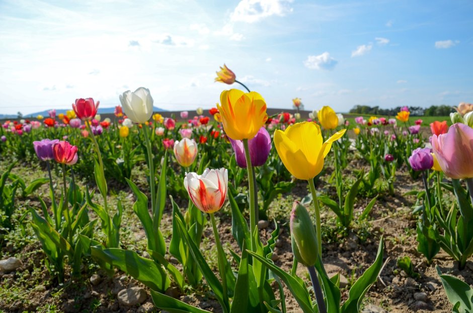 Весенний луг с тюльпанами