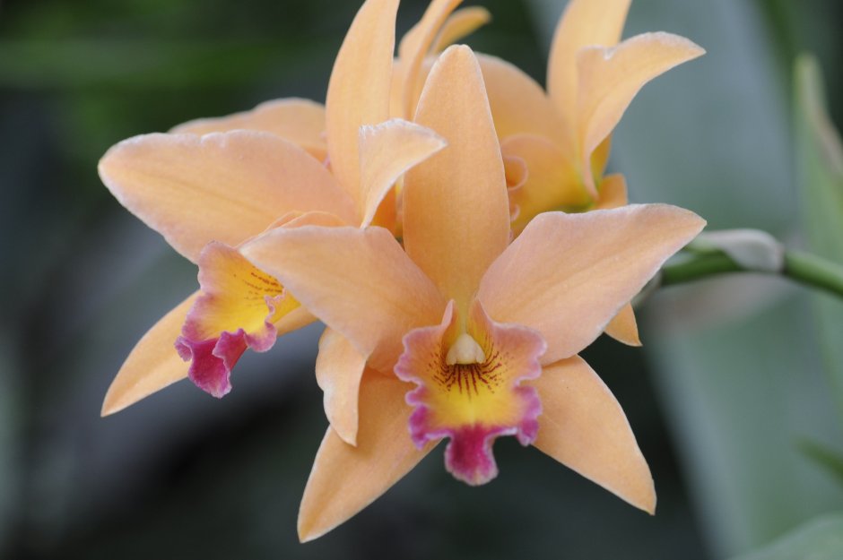 Орхидея Каттлея фото