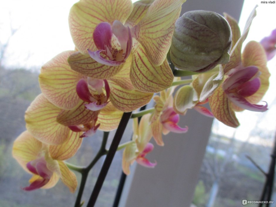 Орхидея шампань фото