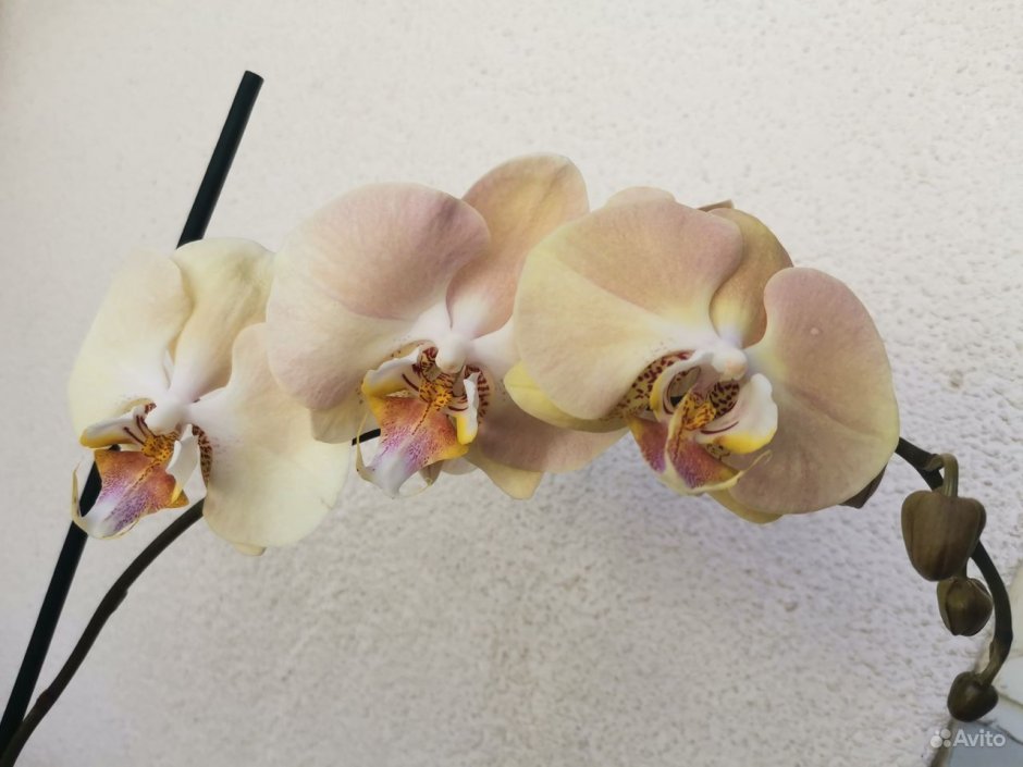 Орхидея Phalaenopsis shampan