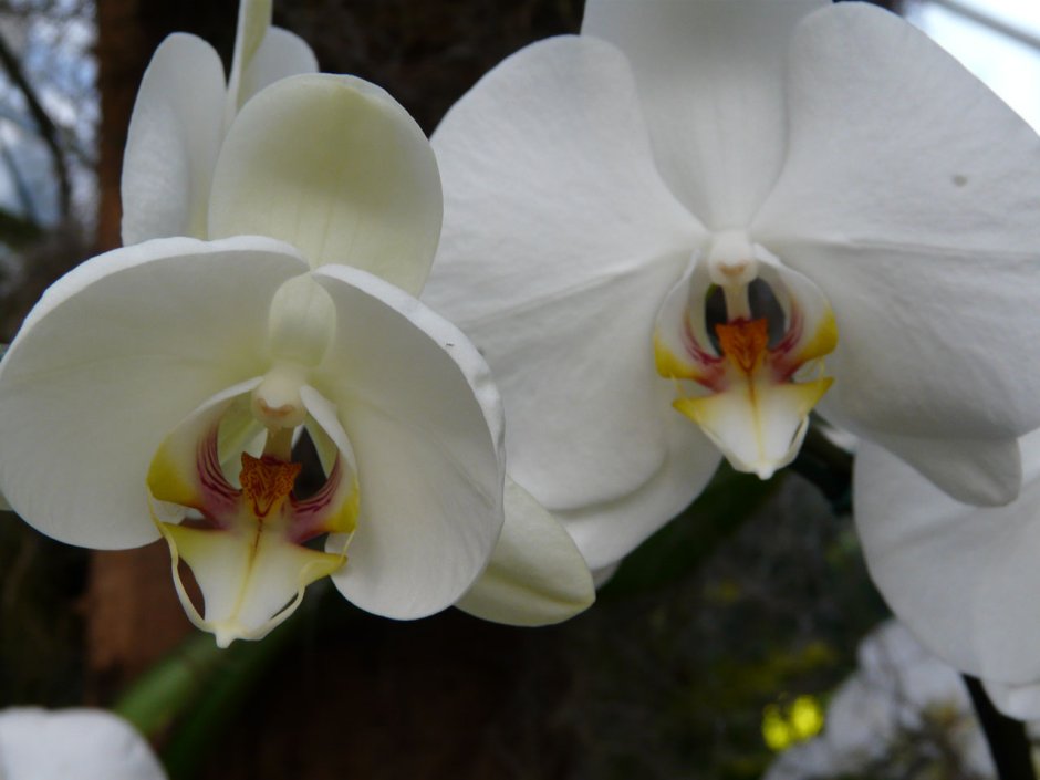 Орхидея фаленопсис Эппл блоссом