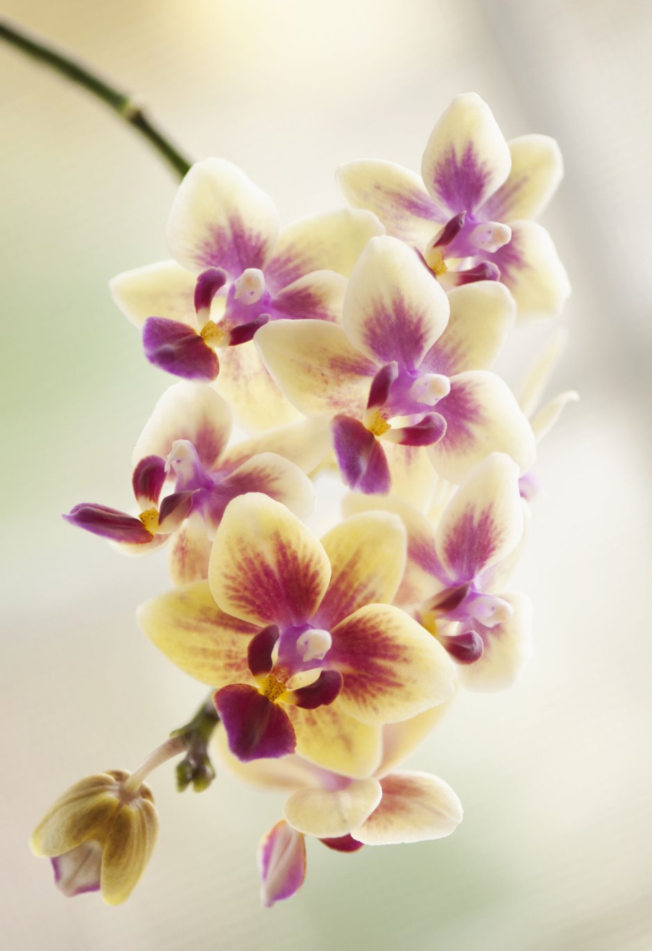 Эльмаз орхидеи