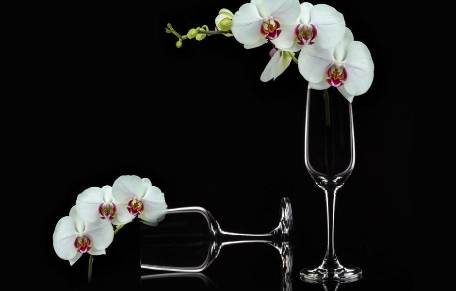 Орхидеи и шампанское