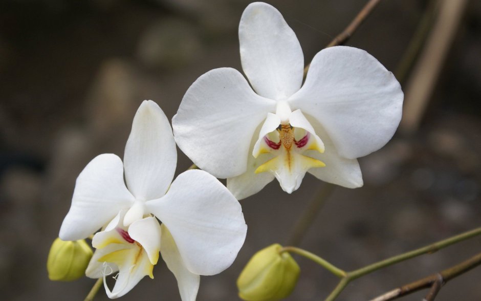 Белая Орхидея маленькая цветок