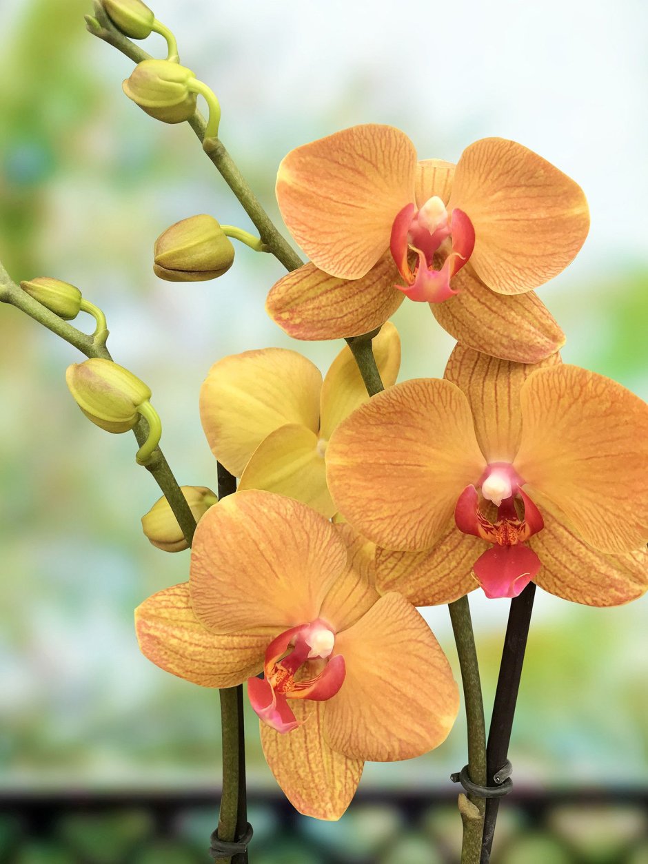 Phalaenopsis Orange Орхидея