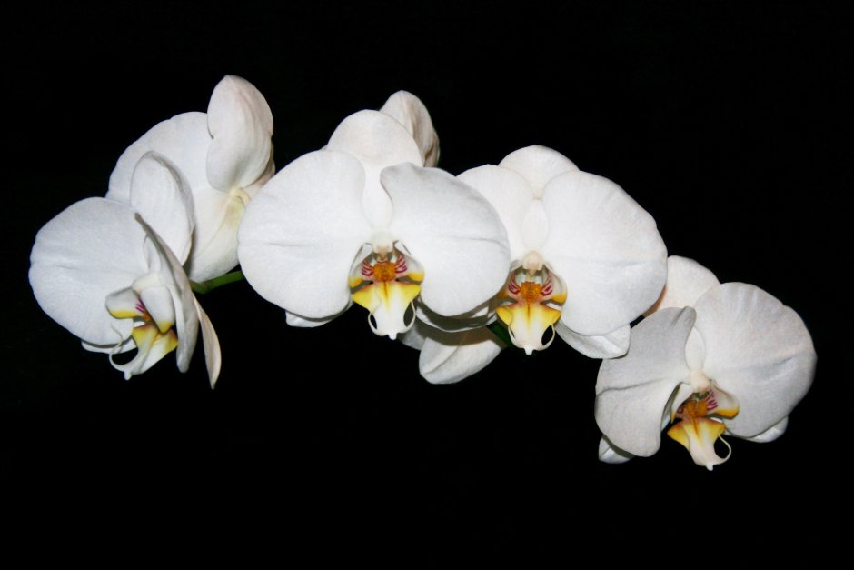 Орхидея Алабастер