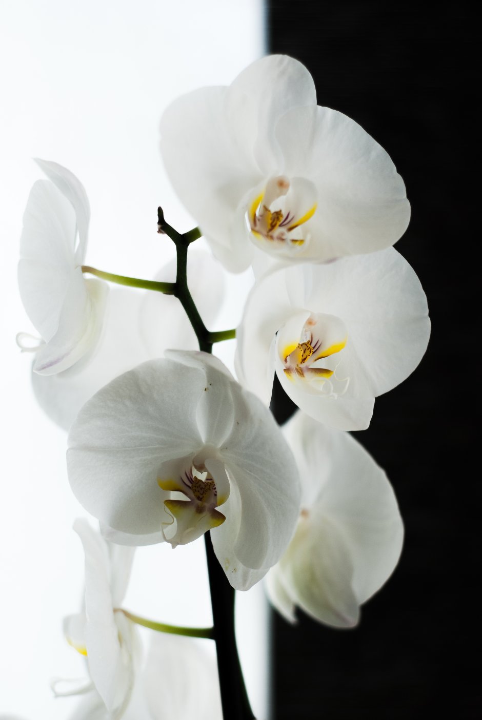Орхидея фаленопсис Жасмин