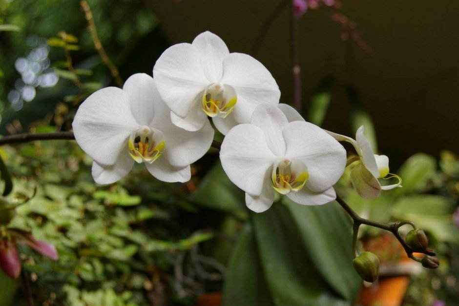 Орхидея Алабастер