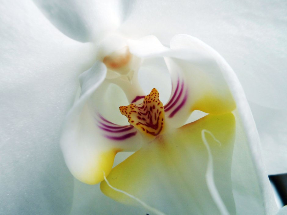 Dame Blanche Орхидея