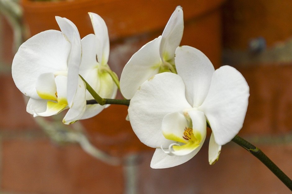 Орхидея фаленопсис алабастер