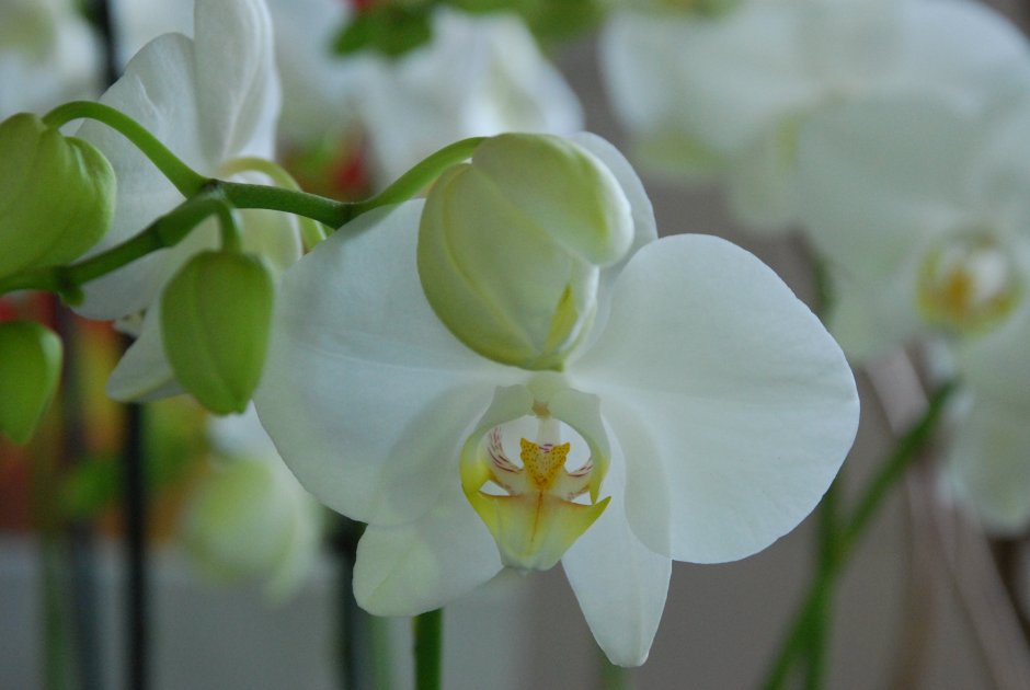 Орхидея фаленопсис белая гигант