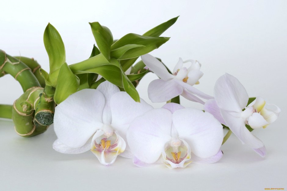 Орхидея Phalaenopsis