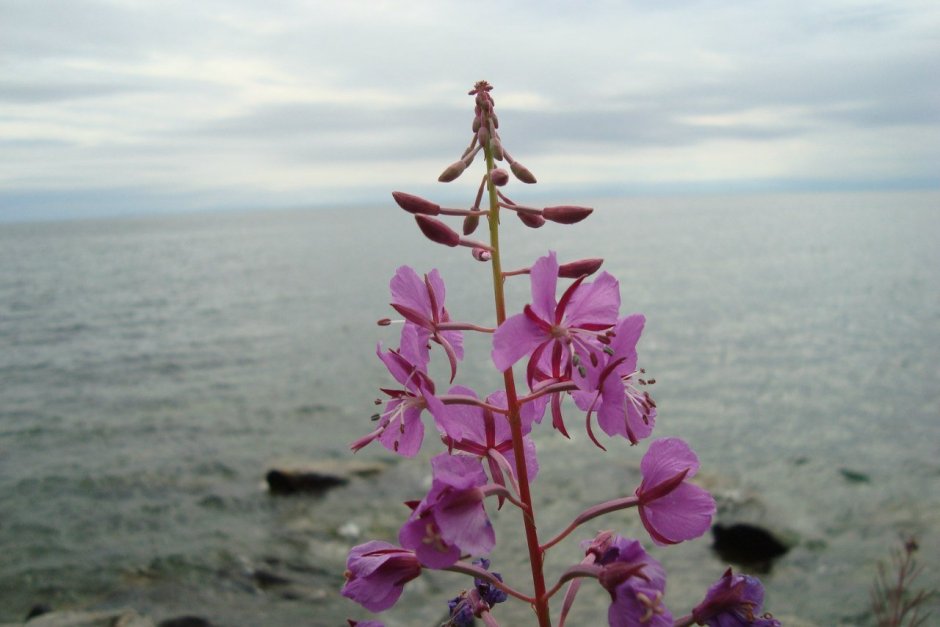 Растения эндемики озера Байкал