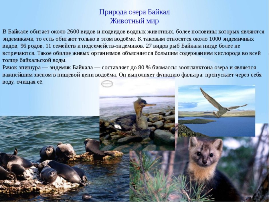 Озеро Байкал и его обитатели