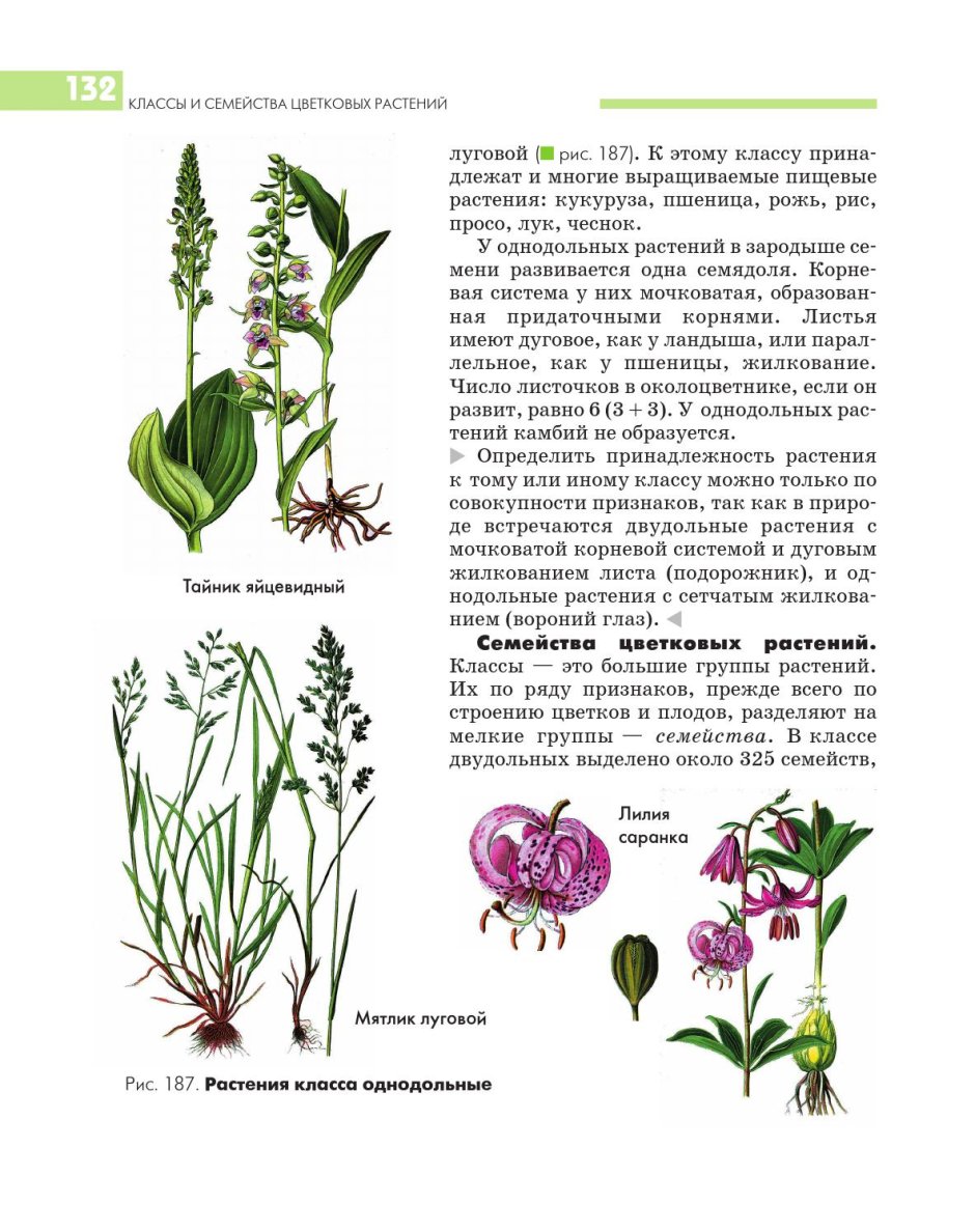Классы и семейства цветковых растений