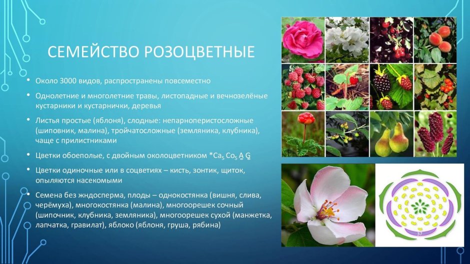 Систематика растений отделы растений