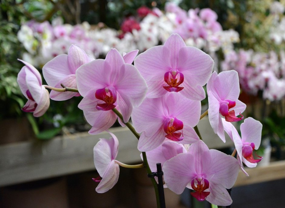 Фаленопсис Phal. Younghome Pearl